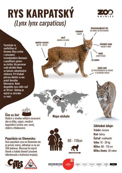 podlahárské detaily a rozlišení materiálů (infografika porovnání)