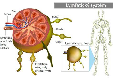 ilustrační obrázek o rozproudění lymfy a ricinovém oleji