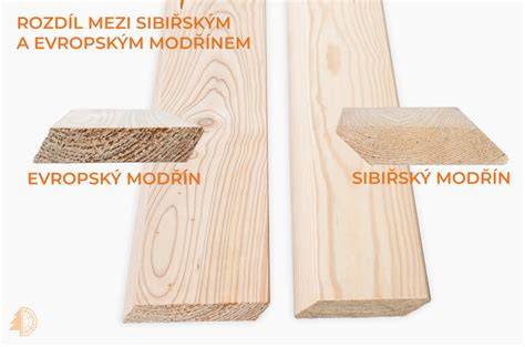 rozdíl mezi modřínem evropským a sibiřským