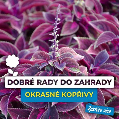 jak pečovat o kovové sokly