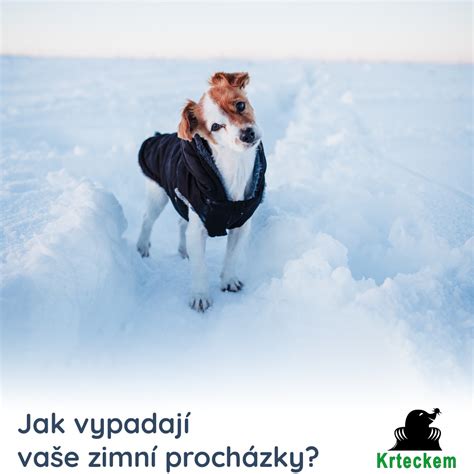obrázek psa v chladu na podlaze s vodou
