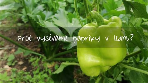 základní uspořádání paprik v truhlíku (rozteče)